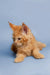 Adorable Orange Tabby Maine Coon Kitten with Fluffy Fur and Alert Expression