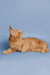 Orange tabby cat lying sideways, showcasing the adorable Maine Coon kitten look