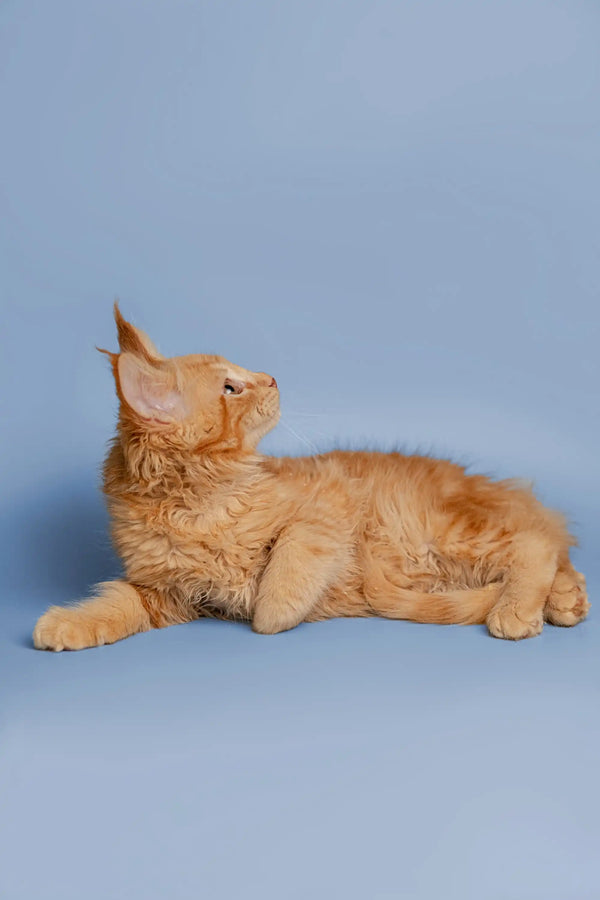 Orange tabby cat lying sideways, showcasing the adorable Maine Coon kitten look