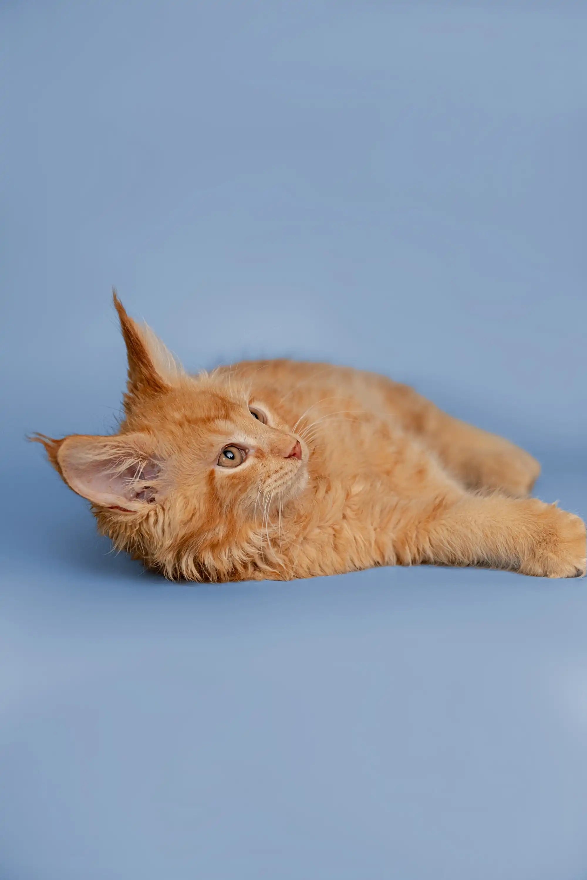 Maine Coon Kittens for Sale Conor | Kitten