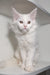 White fluffy Maine Coon kitten with alert eyes and pointed ears ready for love