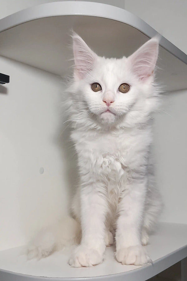 Cute White Fluffy Maine Coon Kitten with Alert Eyes and Pointed Ears