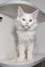 Cute White Fluffy Maine Coon Kitten with Alert Eyes and Pointed Ears