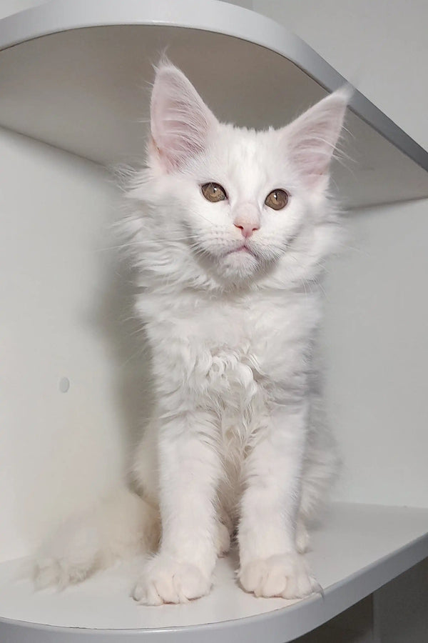 White fluffy Maine Coon kitten with alert ears and bright eyes, perfect for cuddles