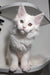 Adorable White Fluffy Maine Coon Kitten with Bright Eyes and Pointed Ears