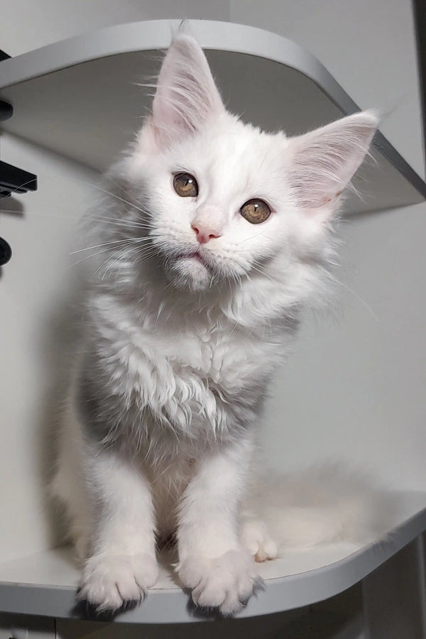 Adorable White Fluffy Maine Coon Kitten with Bright Eyes and Pointed Ears