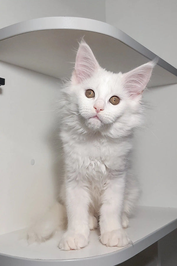 White fluffy Maine Coon kitten with wide eyes and pointed ears, perfect for cuddles