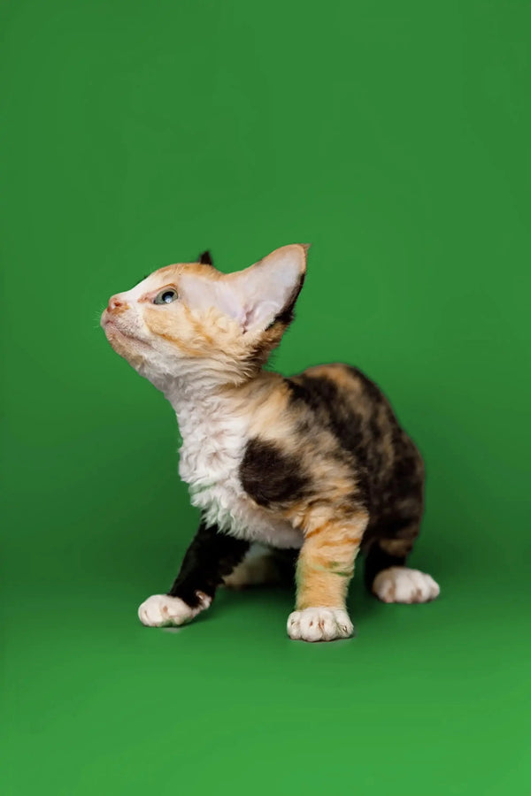 Calico kitten looking up, perfect companion for anyone with a Devon Rex kitten feeling lonely