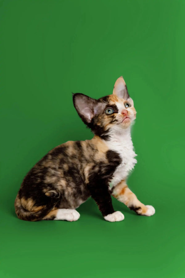 Calico Devon Rex kitten named Cookie sitting pretty against a green backdrop