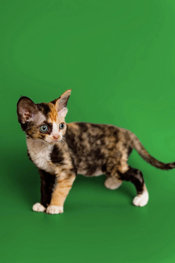 Calico Devon Rex kitten with unique markings and a curious alert stance