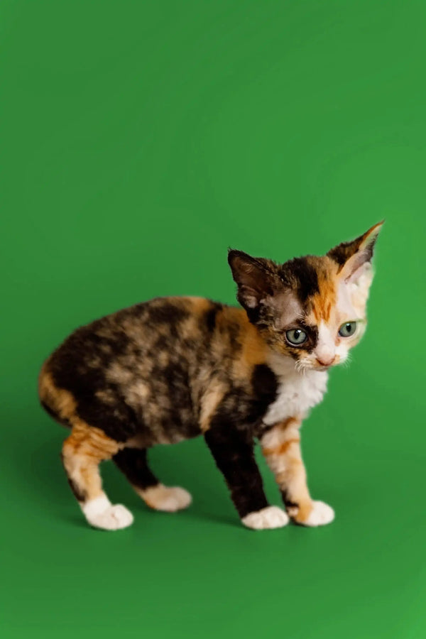 Calico Devon Rex kitten with tricolor fur on a vibrant green background
