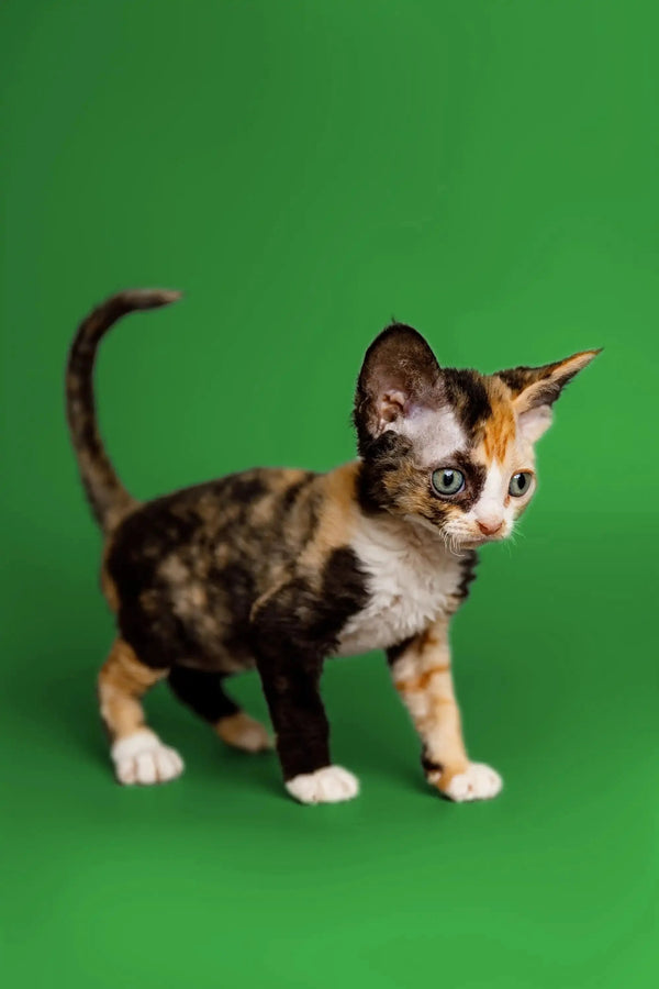 Calico Devon Rex kitten with tricolor fur standing alertly, ready for fun