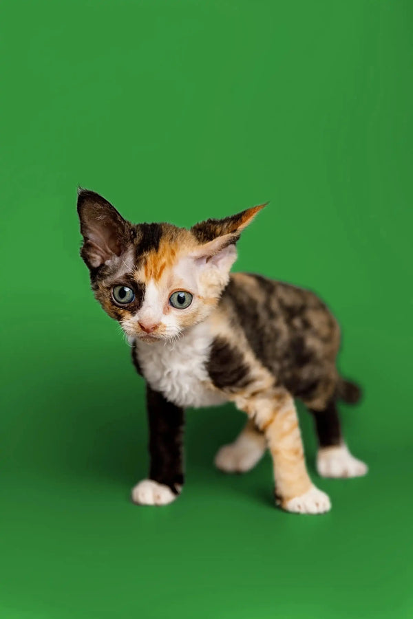 Calico Devon Rex kitten named Cookie with unique tri-color fur pattern