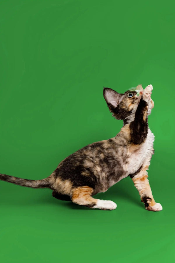 Calico Devon Rex kitten looking up with a butterfly on its head, super cute!
