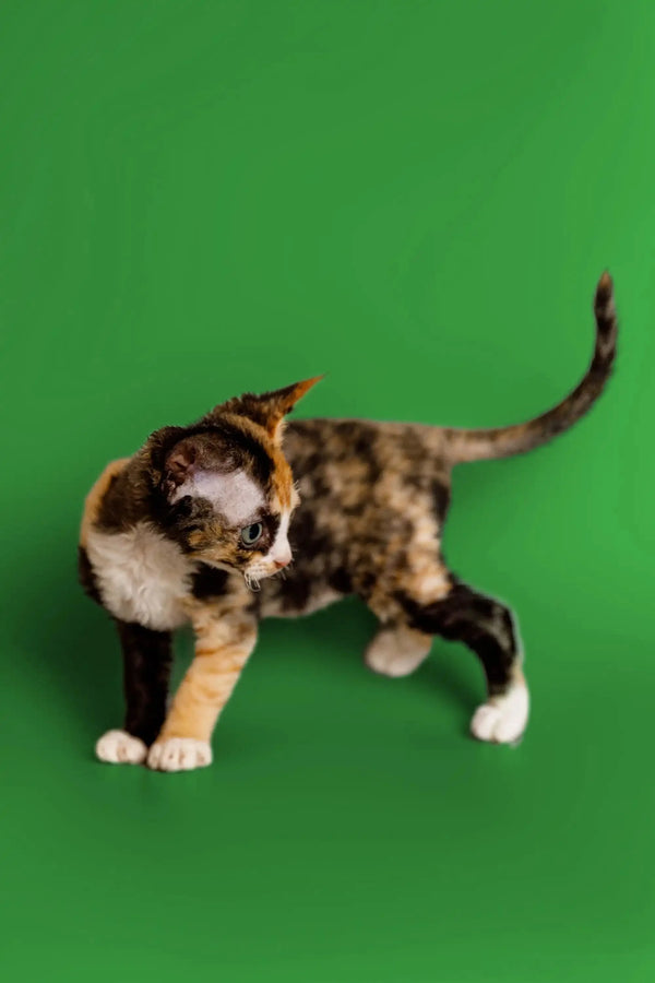 Calico Devon Rex kitten with a mix of white, orange, and black fur on green surface