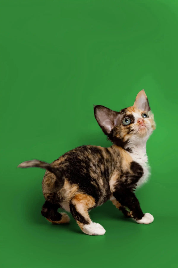 Calico Devon Rex kitten named Cookie stands out against a vibrant green backdrop