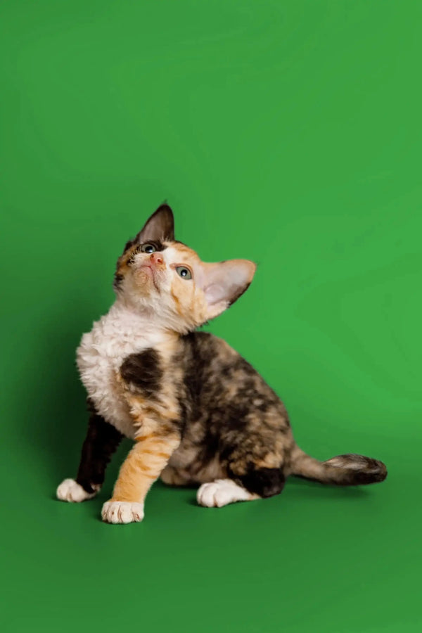 Calico kitten looking up, perfect companion for a Devon Rex kitten when you feel lonely