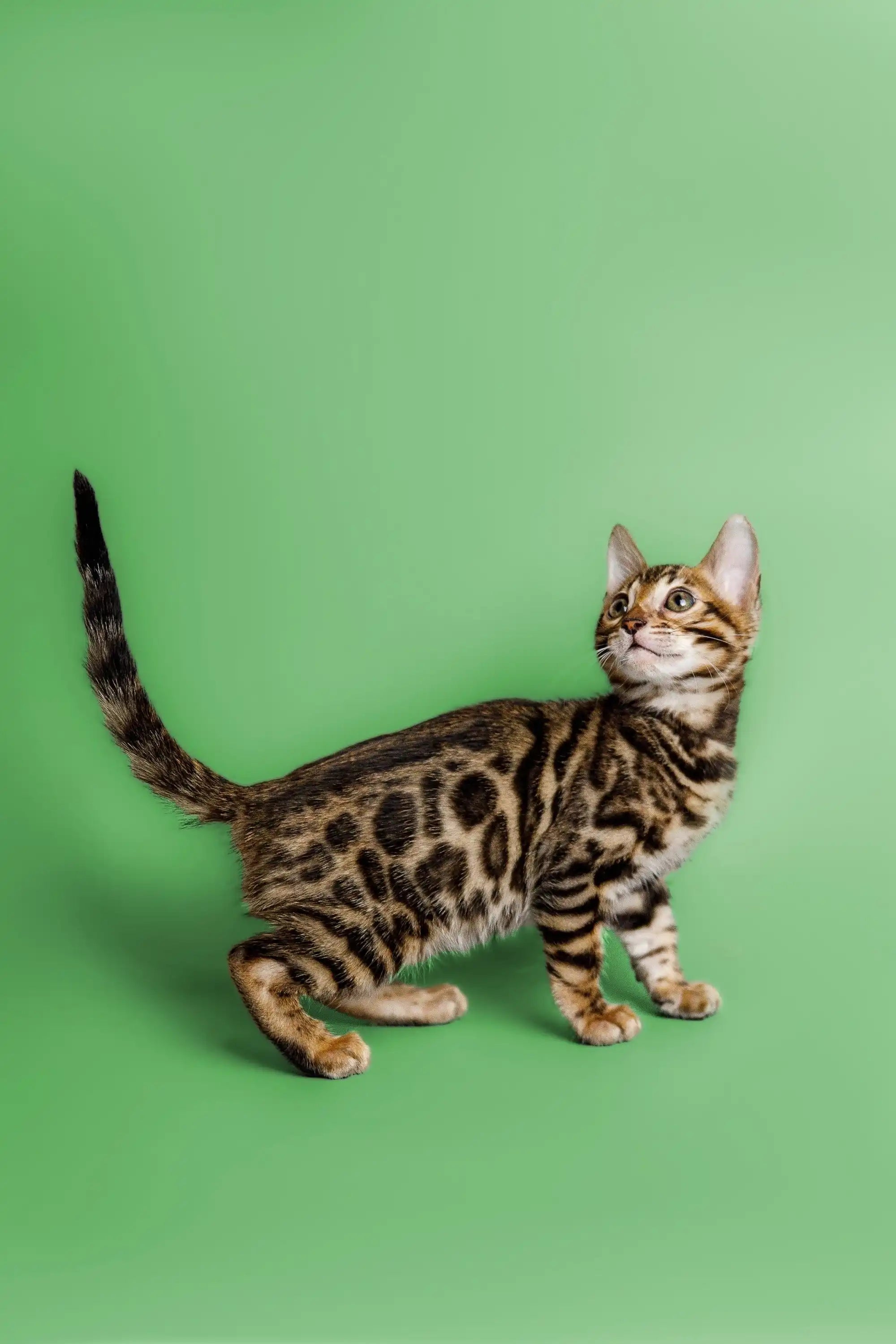 Bengal Cats For Sale | Cat Cooper | Kitten