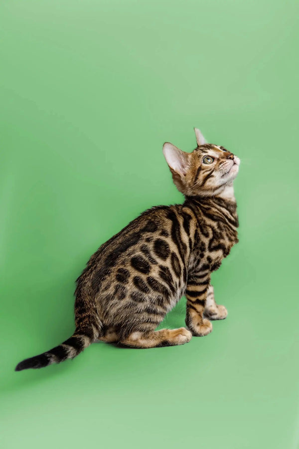 Bengal kitten Cooper with a spotted coat sitting and looking upwards adorably