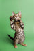 Playful Bengal kitten Cooper standing on hind legs with paws up, ready to play