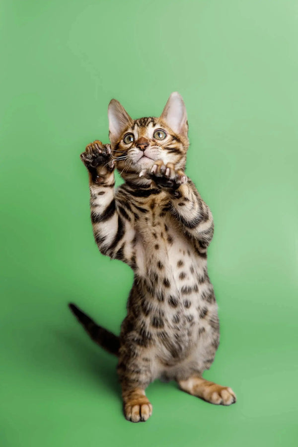 Playful Bengal kitten Cooper standing on hind legs with paws up, ready to play