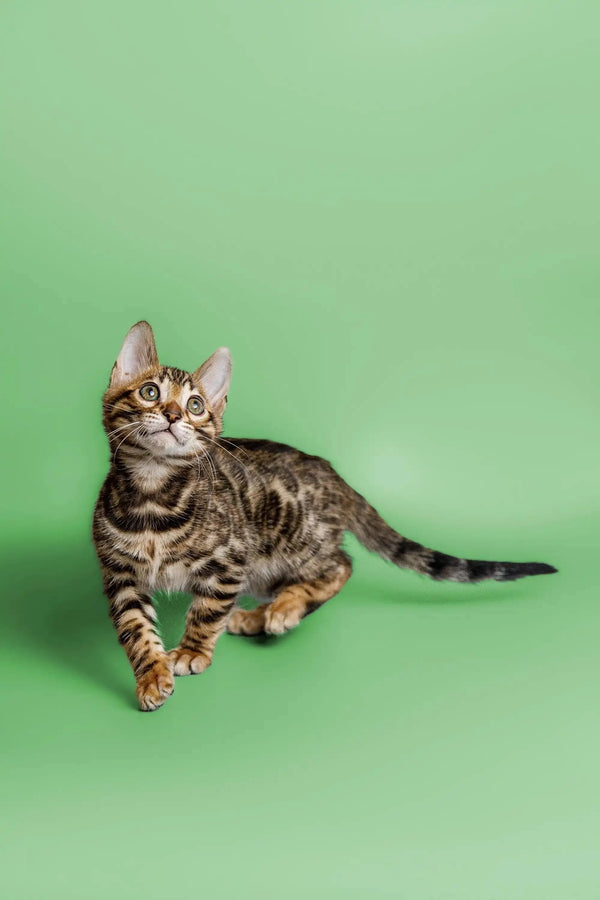 Tabby cat with stripes sitting alert, featuring the adorable Cooper Bengal Kitten