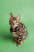 Adorable Tabby kitten with wide eyes, perfect for the Bengal Kitten product Cooper