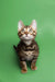 Tabby kitten with wide eyes and perked ears in Cooper Bengal Kitten product