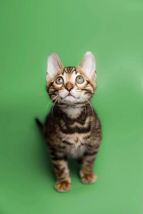 Tabby kitten with wide eyes and perked ears in Cooper Bengal Kitten product