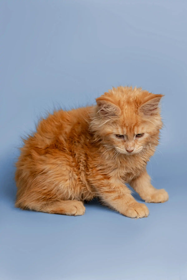 Orange Maine Coon kitten sitting sadly, capturing the charm of Cora