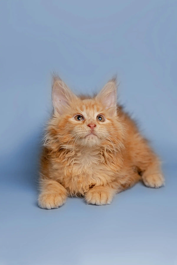 Fluffy orange Maine Coon kitten with pointed ears lounging cutely