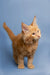 Orange long-haired Maine Coon kitten standing alert with perked ears