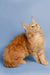 Fluffy orange Maine Coon kitten with long fur sitting and looking up adorably