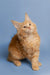 Fluffy orange Maine Coon kitten Cora with adorable ear tufts ready for cuddles