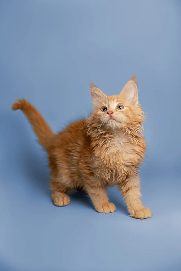 Fluffy orange Maine Coon kitten with perked ears and an upright tail, perfect for cuddles