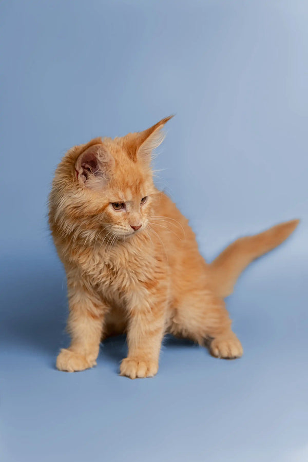 Cute Orange Tabby Coon Kitten Cora with fluffy fur standing on all fours