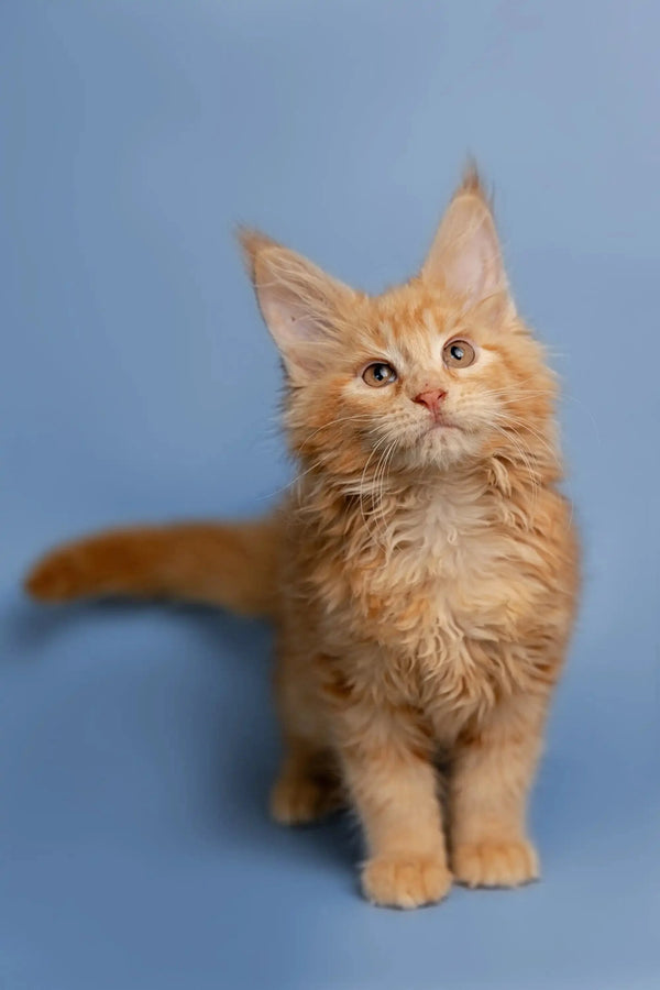 Fluffy orange Maine Coon kitten with pointed ears and an alert expression