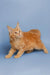 Cute Orange Maine Coon kitten with fluffy fur and ear tufts named Cora