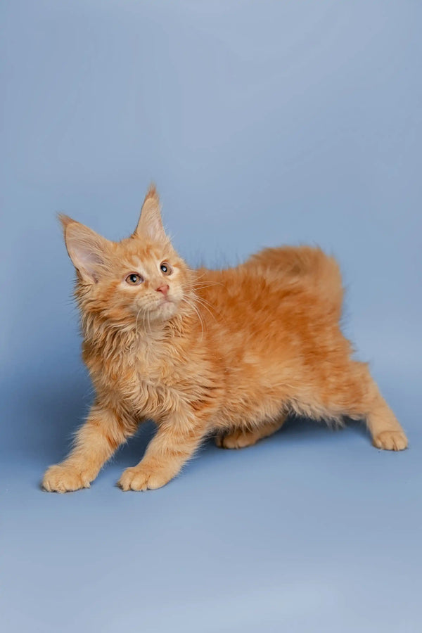 Cute Orange Maine Coon kitten with fluffy fur and ear tufts named Cora