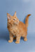 Cute Orange Tabby Maine Coon Kitten with fluffy fur and pointed ears