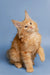 Fluffy orange Maine Coon kitten with perked-up ears looking cute upward