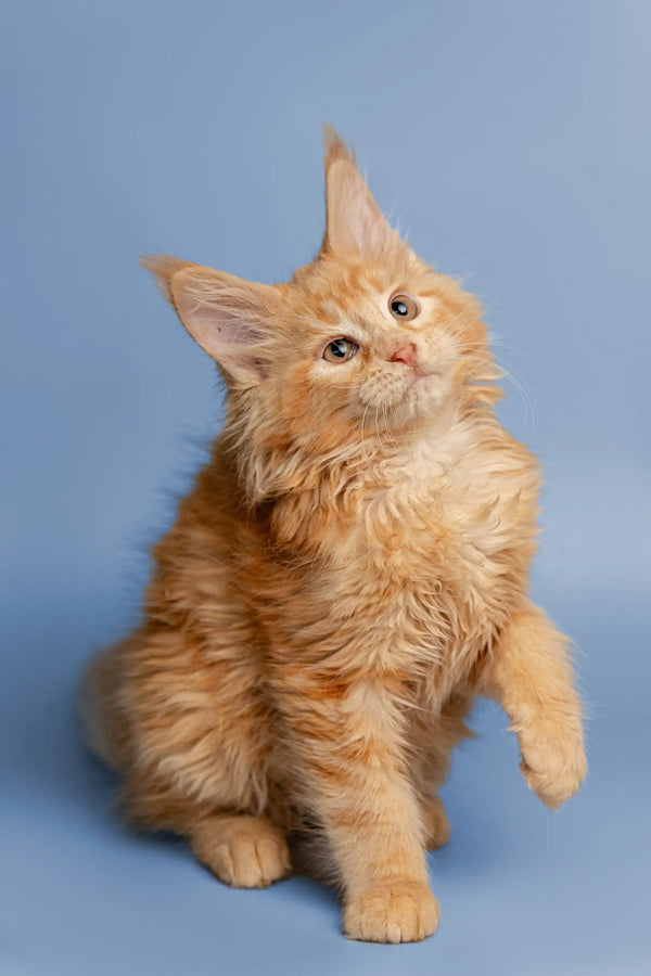 Fluffy orange Maine Coon kitten with perked-up ears looking cute upward