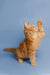 Orange tabby Maine Coon kitten standing on hind legs with raised paw, adorable pose