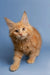 Fluffy orange Maine Coon kitten with alert eyes and perked ears, perfect cuddle buddy