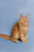 Orange long-haired Maine Coon kitten sitting upright in Cora product display