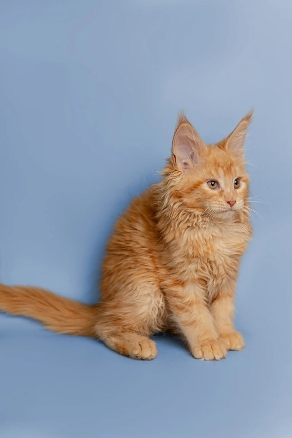Orange long-haired Maine Coon kitten sitting upright in Cora product display