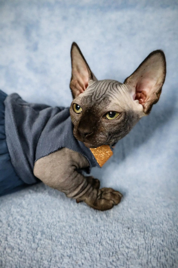 Adorable Bambino Kitten in a blue sweater with an orange toy near its mouth