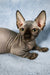 Cute Hairless Sphynx Bambino Kitten showing off its big ears and wrinkled skin