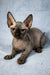 Hairless Sphynx cat with wrinkles and big ears, perfect for a Bambino Kitten lover