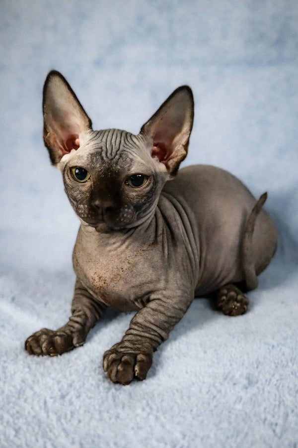 Hairless Sphynx cat with wrinkles and big ears, perfect for a Bambino Kitten lover